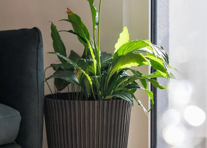 Vibes By Belmont Realty 扎达尔